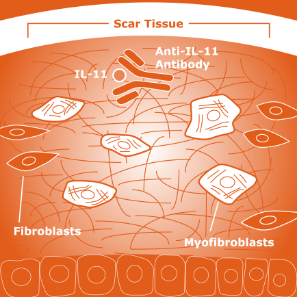 news-il11-antibody.png